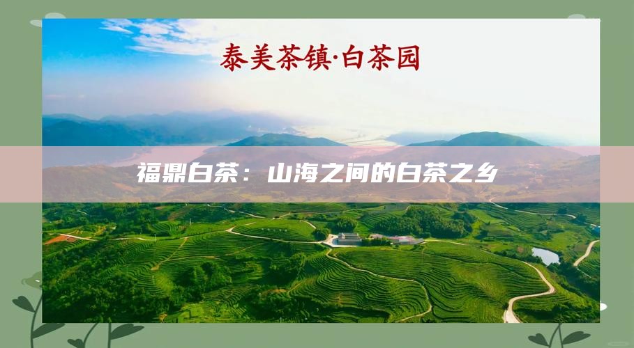 福鼎白茶：山海之间的白茶之乡